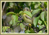 20140918 149 Philadelphia Vireo.jpg