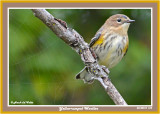 20140915 018 Yellow-rumped Warbler2.jpg