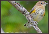 20140915 018 Yellow-rumped Warbler3.jpg