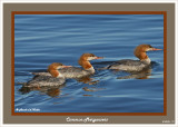 20140926 - 2 111 Common Mergansers.jpg