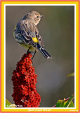 20140918 058 Yellow-rumped Warbler.jpg