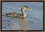 20141104 250 Red-necked Grebe.jpg