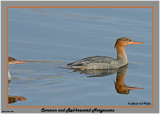 20141104 352 SERIES - Common and Red-breasted Mergansers.jpg