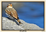 20141023 302 Snow Bunting.jpg