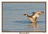 20141103 063 Red-necked Grebe.jpg