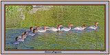 20140908 172 Common Mergansers.jpg