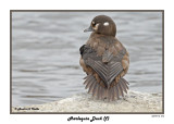 20141113 376 Harlequin Duck (f) .jpg