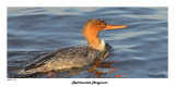 20141111 118 Red-breasted Merganser.jpg