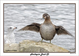 20141113 112 SERIES - Harlequin Duck (f).jpg