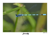 20140719 015 Damselfly.jpg