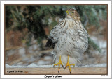 20141118 177 Cooper’s Hawk.jpg