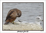 20141113 334 Harlequin Duck (f).jpg