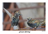 20141119 035 European Starlings.jpg