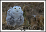 20141129 223 Snowy Owl.jpg