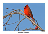 20141119 194 SERIES - Northern Cardinal.jpg