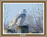 20141204 058 Snowy Owl rawc 1r1.jpg