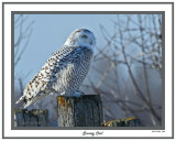 20141204 056 Snowy Owl.jpg