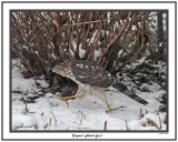 20141118 227 Cooper’s Hawk (juv).jpg