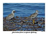 20140822 1494 Black-bellied Plover and Greater Yellowleg.jpg