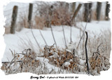 20131230 034 Snowy Ow.jpg
