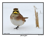 20141222 506 SERIES Horned Lark.jpg