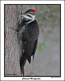 20141219 069 Pileated Woodpecker.jpg