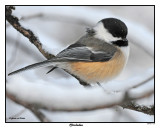 20141219 271 Chickadee 1r1.jpg