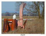 20141229 005 SERIES - Snowy Owl.jpg