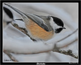 20141219 266 SERIES Chickadee.jpg