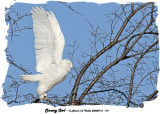 20080116 119 Snowy Owl1 .jpg