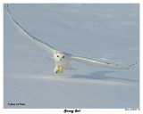 20150106 158 Snowy Owl2.jpg