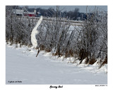 20150106 113 Snowy Owl.jpg