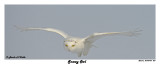 20150106 507 Snowy Owl.jpg