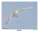 20150106 503 Snowy Owl.jpg