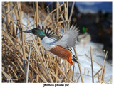 20150122 257 Northern Shoveler (m).jpg