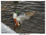 20150121 102 Northern Shoveler (m).jpg