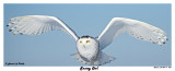 20150114 1227 Snowy Owl3.jpg