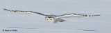 20080317 SERIES - Snowy Owl1 047.jpg