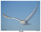 20150114 1229 Snowy Owl.jpg