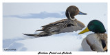 20150203 181 Northern Pintail and Mallards.jpg