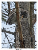 20150203 035 Barred Owl.jpg
