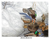 20150205 682 Northern Shoveler (m).jpg