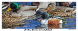 20150205 473 Northern Shoveler m and Mallards2.jpg