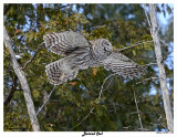 20150211 338 Barred Owl.jpg