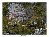 20150211 328 Barred Owl.jpg