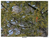 20150211 336 SERIES -  Barred Owl.jpg