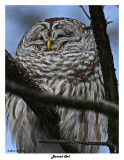 20150211 381 Barred Owl.jpg