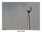 20150224 DR 001 SERIES - American Kestrel.jpg