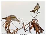 20150224 DR 294 Gray Kingbird.jpg
