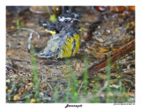20150224 DR 663 SERIES - Bananaquit (m).jpg